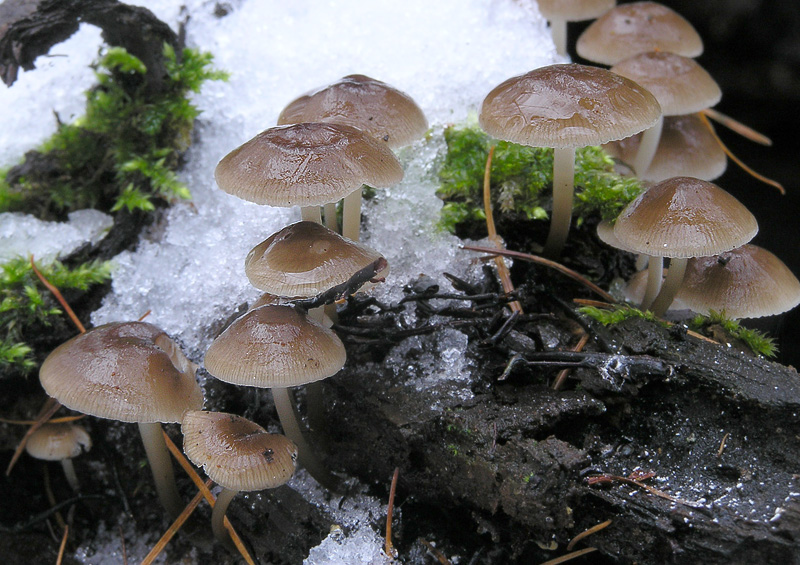 Mycena tintinnabulum